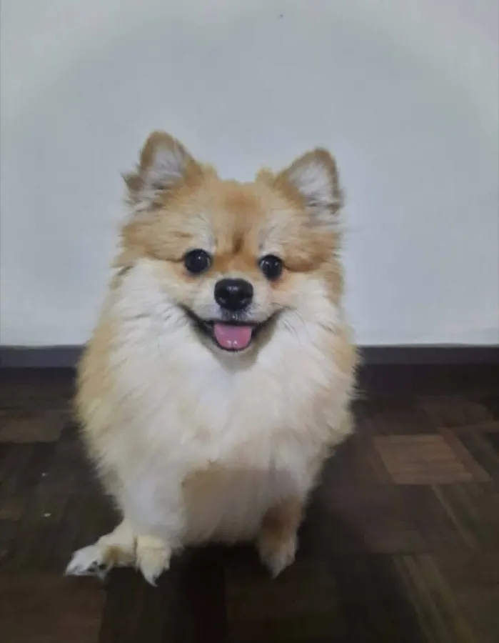 Phone photo of a Pomeranian
